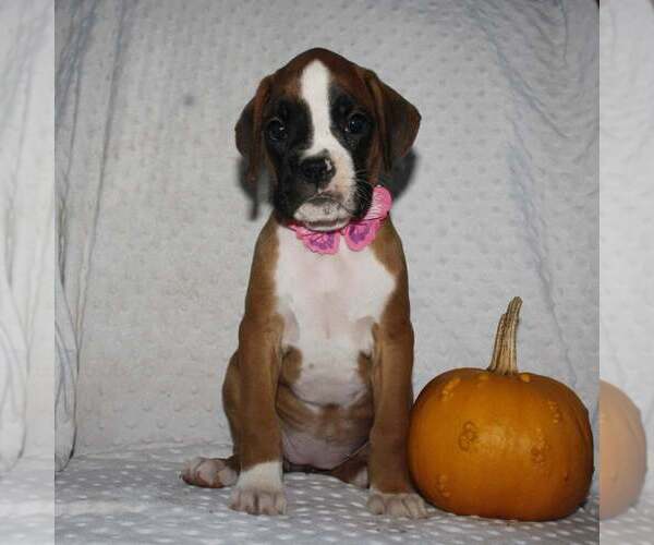 Medium Photo #2 Boxer Puppy For Sale in SHIPSHEWANA, IN, USA