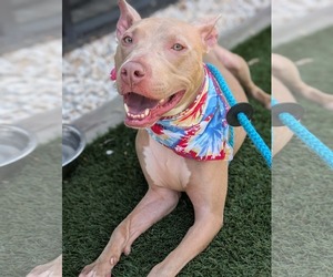 Muffin: Sweet Treats Litter - Female American Staffordshire Terrier-Staffordshire Bull Terrier Mix Dog for Adoption - Photo #11