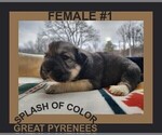 Small Photo #1 Great Pyrenees Puppy For Sale in CHARLOTTE, MI, USA
