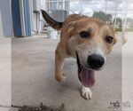 Small #1 Retriever  Mix
