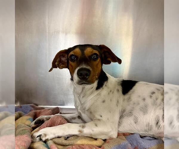 Medium Photo #2 Mutt Puppy For Sale in San Antonio, TX, USA