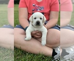 Small Photo #4 Labrador Retriever Puppy For Sale in RANDOLPH, WI, USA