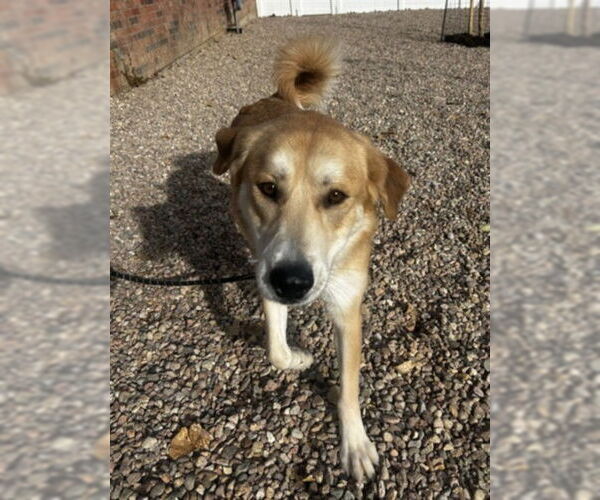 Medium Photo #1 Labrador Retriever-Unknown Mix Puppy For Sale in Fort Collins, CO, USA
