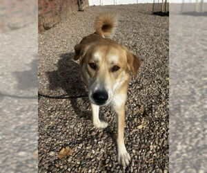 Labrador Retriever-Unknown Mix Dogs for adoption in Fort Collins, CO, USA