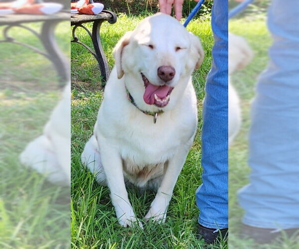 Medium Photo #3 Labrador Retriever-Unknown Mix Puppy For Sale in Wetumpka, AL, USA
