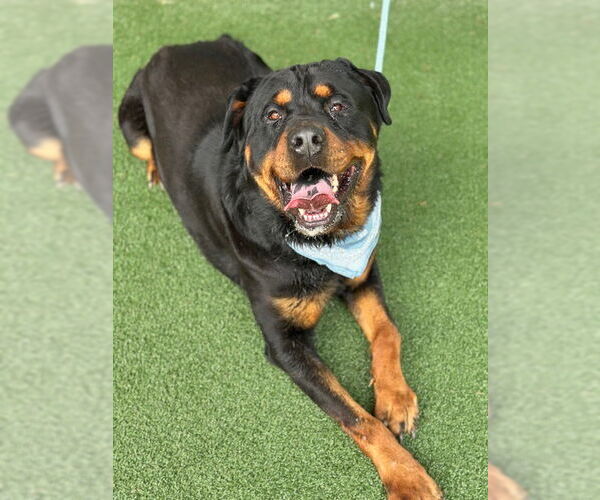 Medium Photo #2 Rottweiler Puppy For Sale in Hillsboro, NH, USA