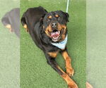 Small #1 Rottweiler