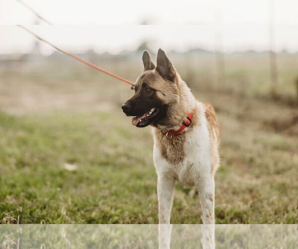 Medium Photo #8 Akita-German Shepherd Dog Mix Puppy For Sale in Pottstown, PA, USA