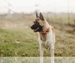 Small #7 Akita-German Shepherd Dog Mix