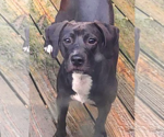 Small #9 Labrador Retriever Mix