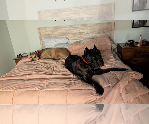 Medium Photo #6 Mutt Puppy For Sale in Goodyear, AZ, USA