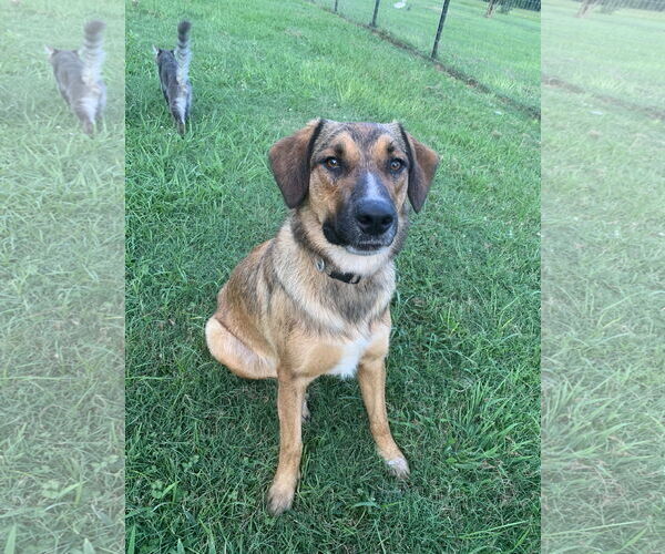 Medium Photo #2 German Shepherd Dog-Unknown Mix Puppy For Sale in McDonough, GA, USA