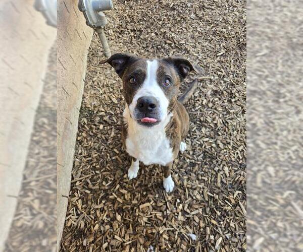 Medium Photo #2 Boxador Puppy For Sale in London, Ontario, Canada