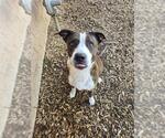 Small #1 Boxador