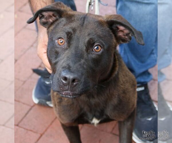 Medium Photo #6 Labrador Retriever-Retriever  Mix Puppy For Sale in Washington, DC, USA