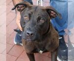 Small #5 Labrador Retriever-Retriever  Mix