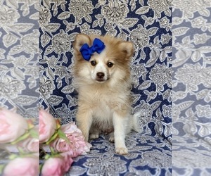 Pomeranian Puppy for sale in CHRISTIANA, PA, USA