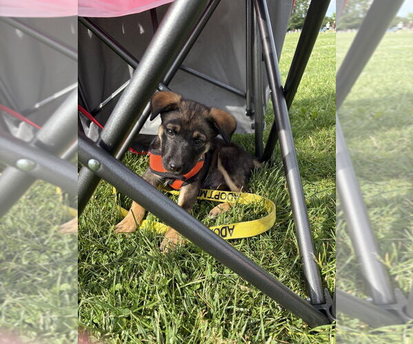 Medium Photo #6 German Shepherd Dog-Unknown Mix Puppy For Sale in Brewster, NY, USA