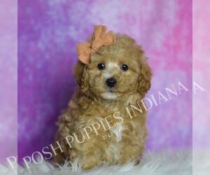 Medium Maltipoo (Miniature)