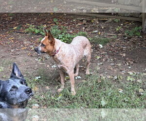 Lilly - Female Mutt Dog for Adoption - Photo #3