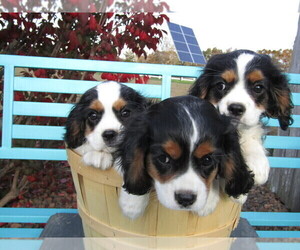 Cavalier King Charles Spaniel Puppy for sale in FORT LAUDERDALE, FL, USA