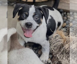 Tuck - Male Mutt Dog for Adoption - Photo #8