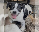 Small Photo #8 Mutt Puppy For Sale in Dana Point, CA, USA