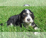 Small Photo #1 Bernedoodle Puppy For Sale in BIG ROCK, IL, USA