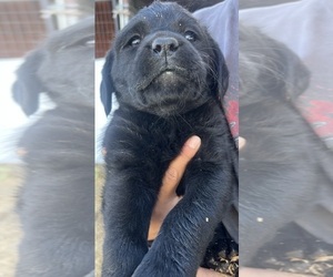 Medium Labrador Retriever
