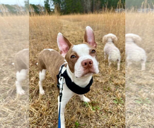 Medium Photo #1 Boston Terrier-Unknown Mix Puppy For Sale in Derwood, MD, USA