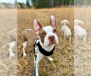 Boston Terrier-Unknown Mix Dogs for adoption in Derwood, MD, USA