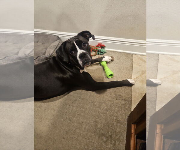 Medium Photo #2 Boxer Puppy For Sale in Dumont, NJ, USA
