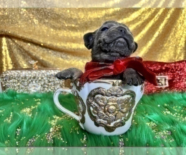 Medium Photo #73 French Bulldog Puppy For Sale in HAYWARD, CA, USA