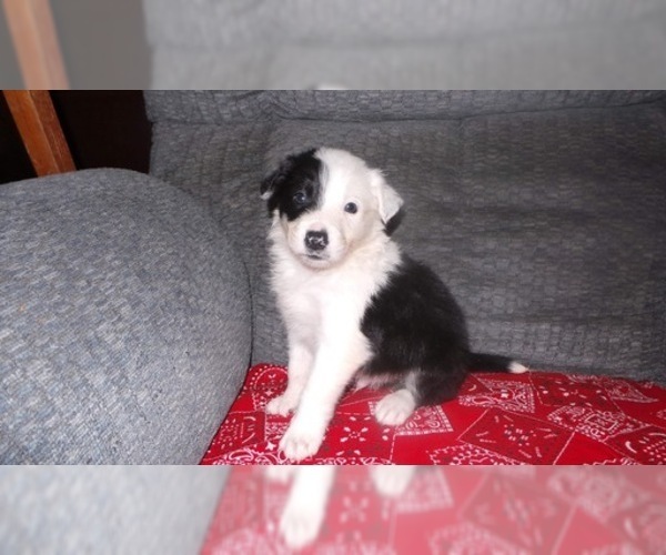 Medium Photo #19 Border Collie Puppy For Sale in AIKEN, SC, USA