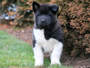 Akita Puppy for sale in MOUNT JOY, PA, USA