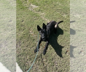 Belgian Malinois Puppy for sale in FREEPORT, FL, USA