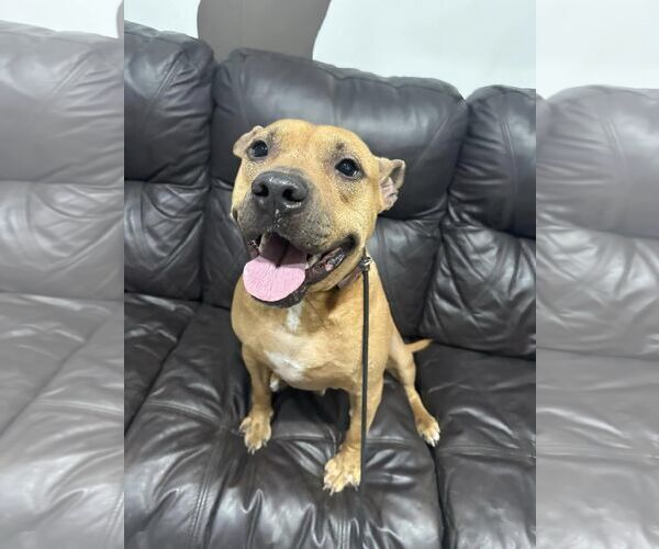Medium Photo #9 American Pit Bull Terrier Puppy For Sale in Pompano Beach , FL, USA