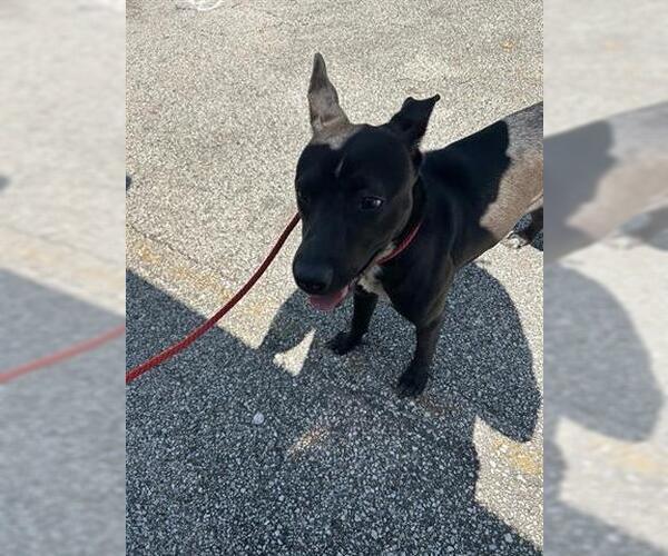 Medium Photo #1 German Shepherd Dog-Unknown Mix Puppy For Sale in Houston, TX, USA