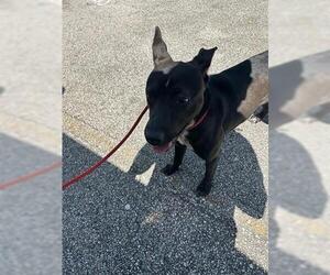 German Shepherd Dog-Unknown Mix Dogs for adoption in Houston, TX, USA