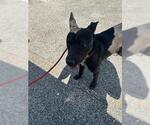 Small German Shepherd Dog Mix