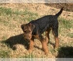 Small #7 Airedale Terrier