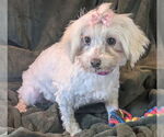 Small #1 Maltese