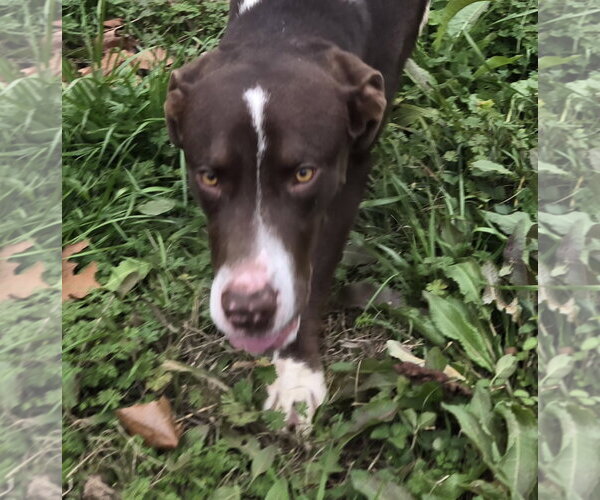 Medium Photo #6 Mutt Puppy For Sale in Jackson, MS, USA