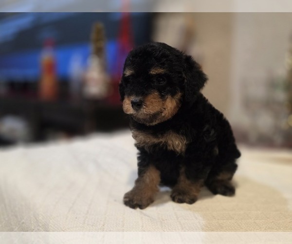 Medium Photo #8 Goldendoodle (Miniature) Puppy For Sale in DUBLIN, TX, USA