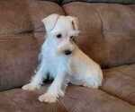 Small Photo #5 Schnauzer (Miniature) Puppy For Sale in FRUITVALE, TX, USA
