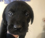 Small Photo #7 Labrador Retriever Puppy For Sale in FRESNO, CA, USA