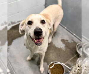 Labrador Retriever-Unknown Mix Dogs for adoption in Tavares, FL, USA