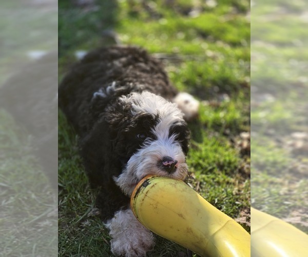 Medium Photo #30 Bernedoodle Puppy For Sale in GREENWOOD, IN, USA
