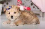 Small Photo #2 Morkie Puppy For Sale in MOUNT VERNON, OH, USA