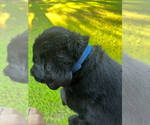 Small #1 Labrador Retriever